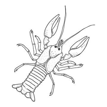 Crawfish - Vector Sketch