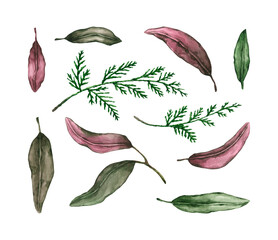 Set of watercolor thuja branches with colorful leaves. Hand drawn illustration is isolated on white. Plants are perfect for floral design, greeting postcard, wedding invitation, interior poster