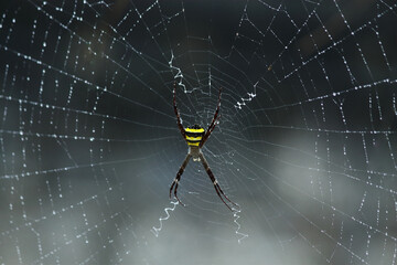 Spider with yellow stripes. Spider web covered in raindrops 