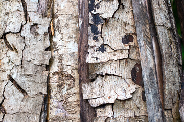 Distressed tree bark, rustic faded trunk surface. Flacking bark of aged tree closeup. Old peeled...