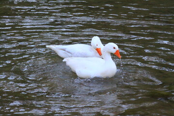 hermoso patos blancos bañandose en el rio y nadando