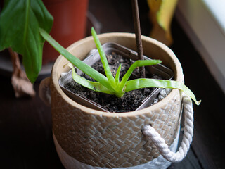 plante d'intérieure