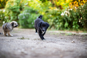 two dogs playing and running