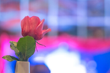 Fototapeta na wymiar Rose flower in vase on dinner table for Valentines day background