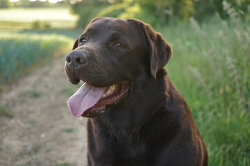 chocolate labrador retriever