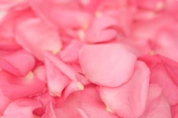 Rose petal flower on white background for Valentines day