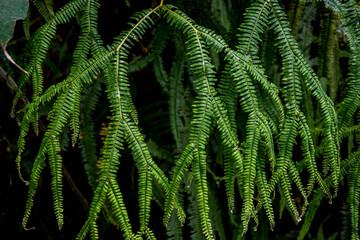 Fougères Réunionnaises