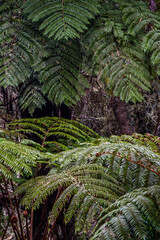 Fougères Réunionnaises