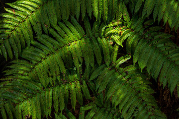 Fougères Réunionnaises