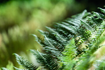 Close-up green fern branch, fresh foliage leaves in sunlights