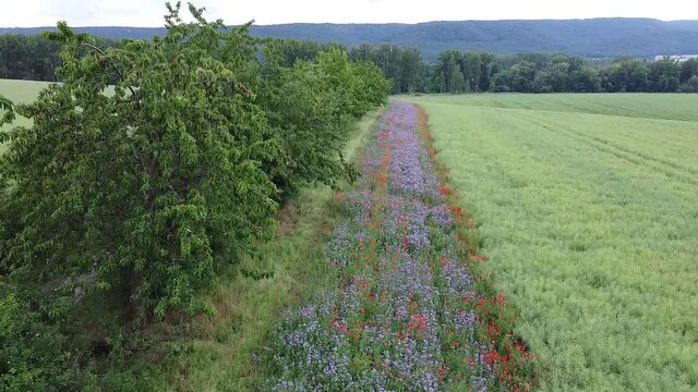 Bl&uuml;hstreifen an einem Feldrand bei Thale im Harz