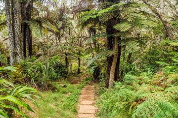 Forêt de Bélouve Reunion