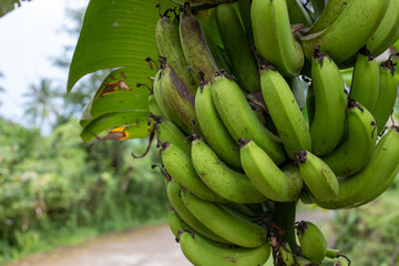 Banana branch closeup in asian village. South Asia rural land travelling. Picking up banana from palm tree. Green banana type or species. Raw tropical fruit in garden. Exotic island agriculture