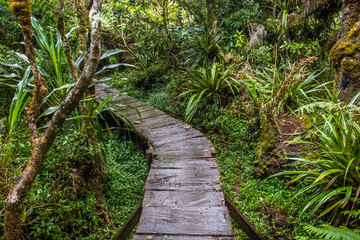 Forêt de Bélouve Reunion