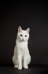 Fototapeta na wymiar White cat with yellow eyes on a black background