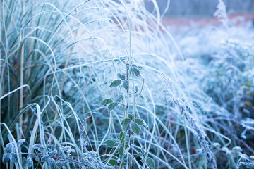 Frozen leaves on frosty morning