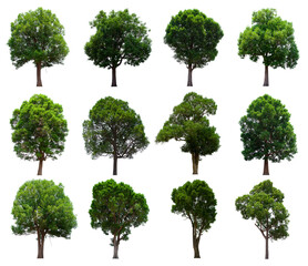 isolated tree green set is located on a white background. Collection of isolated tree green on...