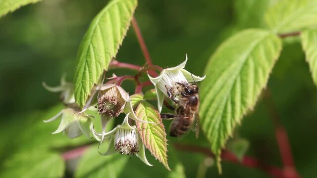 Abeille mellif&egrave;re butinant une fleur de framboisier