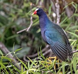An  American purple gallinule in the Everglades National Park. Porphyrio martinicus.