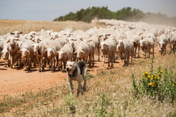 Shepherd and flock of sheep during their outing to graze through the village meadow