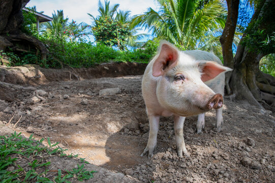 Cute Pig On Outdoor Pasture Of Farm. Ethical Animal Farming. Outdoor Pasture For A Piglet. Pink Piglet Closeup With Soft Eat And Snout. Pig As Farm Animal. Summer Farm Scene