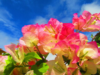 flores rosadas con el cielo azul de fondo 