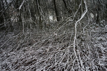 snow covered branches