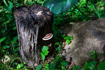 Wooden fungus on tree trunk. Peaceful summer forest detail. Sunny meadow with wild plants and tree stump. Wood decay fungi growing. White and brown conk - obrazy, fototapety, plakaty