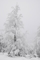 Zimowa aura - obrazy, fototapety, plakaty