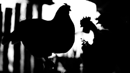 the silhouette of a hen and a rooster
