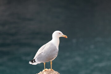 seagull on a rock