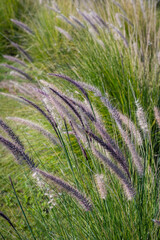 Pampas field grass duster called pampa grass in rods Corteria Sealana for decoration Cordoba Argentina