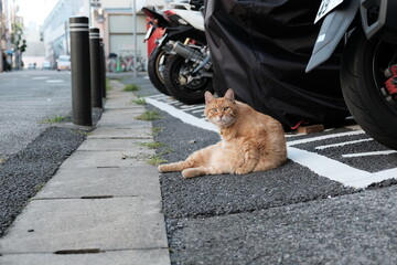 おじさん猫