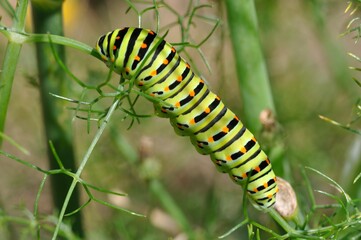 Swallowtail caterpillar on a fennel plant