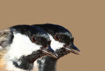 Oversized portraits of two small coal tit seated side by side on blurred brown background