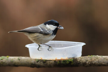 Small coal tit with a seed in its beak sits on an empty feeder ...