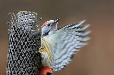 The woodpecker flies away from the feeder, spreading its beautiful wings ...