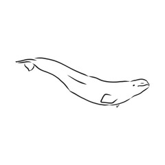 Hand drawn vector beluga whale. Sketch engraving illustration of whale. beluga whale vector sketch illustration