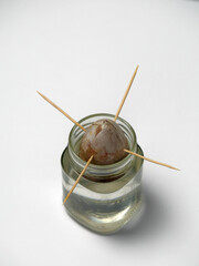Germination method. The avocado seed is in a jar of water. To prevent it from failing, toothpicks are stuck around the perimeter. White background.