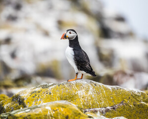 Fototapeta premium Atlantic Puffin on Farne Islands