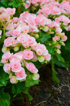 Pink begonia flowers as background