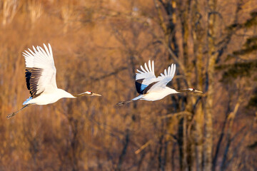 Red-crowned cranes dancing and flying at Hokkaido, Northern Japan.