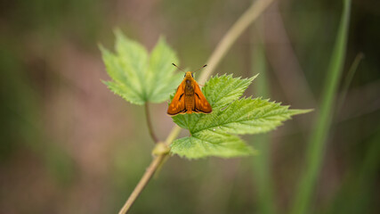 butterfly on a leaf