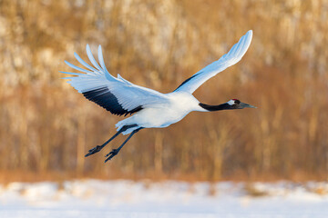 Red-crowned cranes dancing and flying at Hokkaido, Northern Japan.