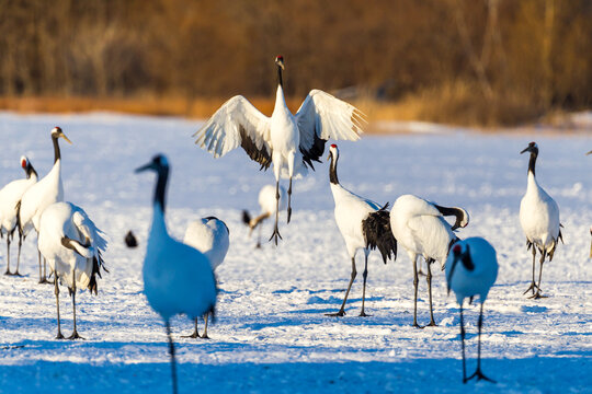 Red-crowned cranes dancing and flying at Hokkaido, Northern Japan.