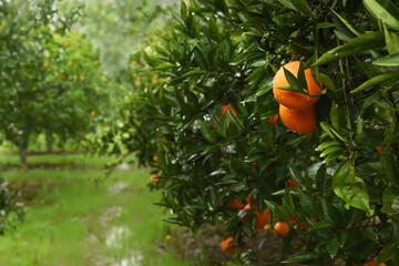 Ripe oranges on tree branches in an orange garden.

