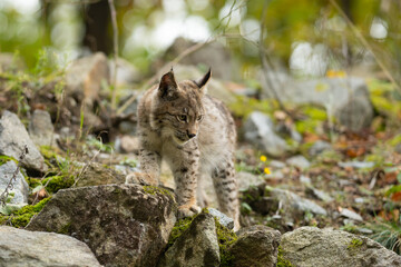 Obraz premium Lynx in green forest with tree trunk. Wildlife scene from nature. Playing Eurasian lynx, animal behaviour in habitat. Wild cat from Germany. Wild Bobcat between the trees