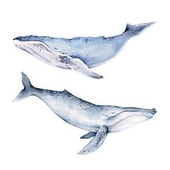 Whales watercolor illustrations set isolated on white background. Hand drawn art for fabric, tee-shirt, postcard, greeting card, book, poster, sticker, print.