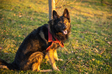 german shepherd dog in the park