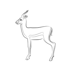 Thomson's gazelle. Outlined silhouette illustration of a Thomson's gazelle isolated on a white background. Vector 10 EPS.